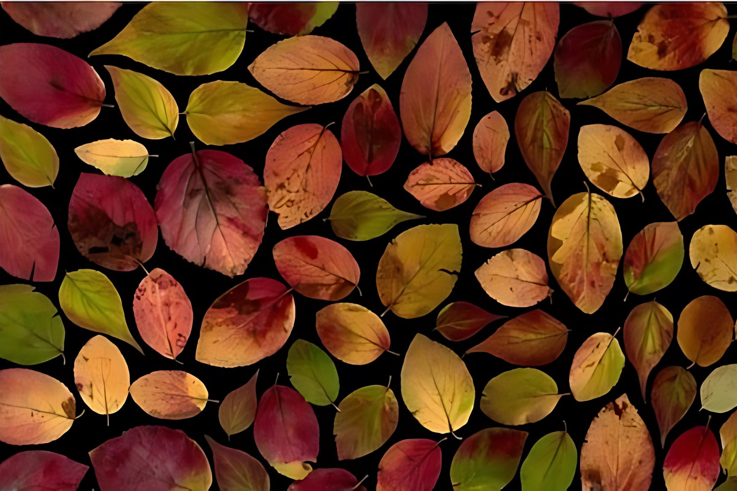 Autumn Leaves Postal Card