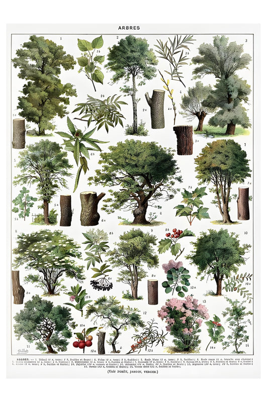 Arbres Postal Card