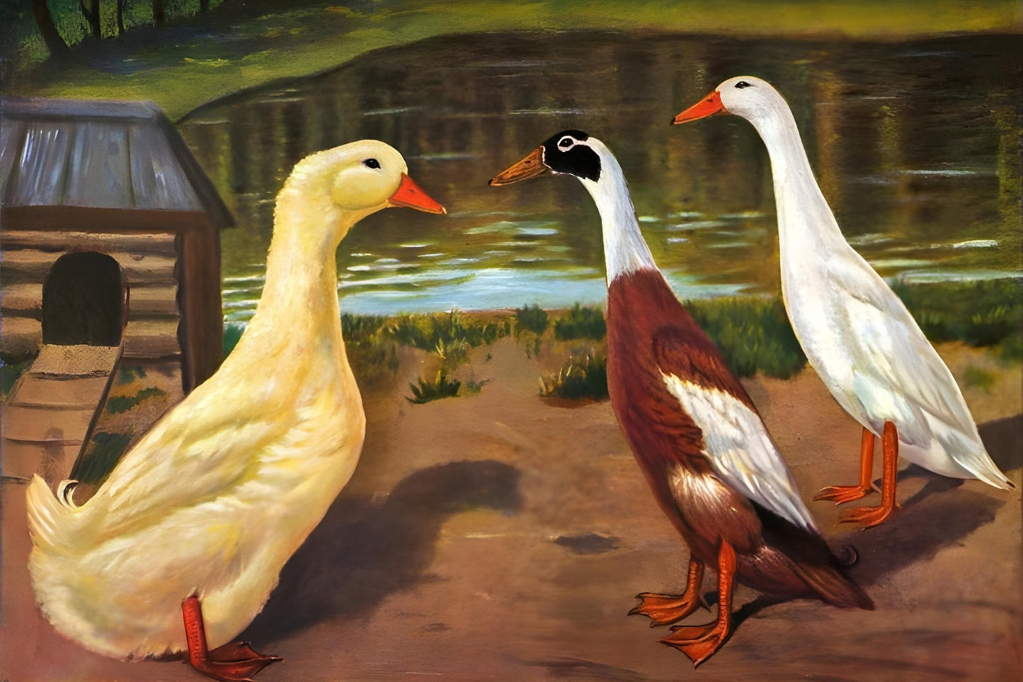 Water Fowl Postal Card