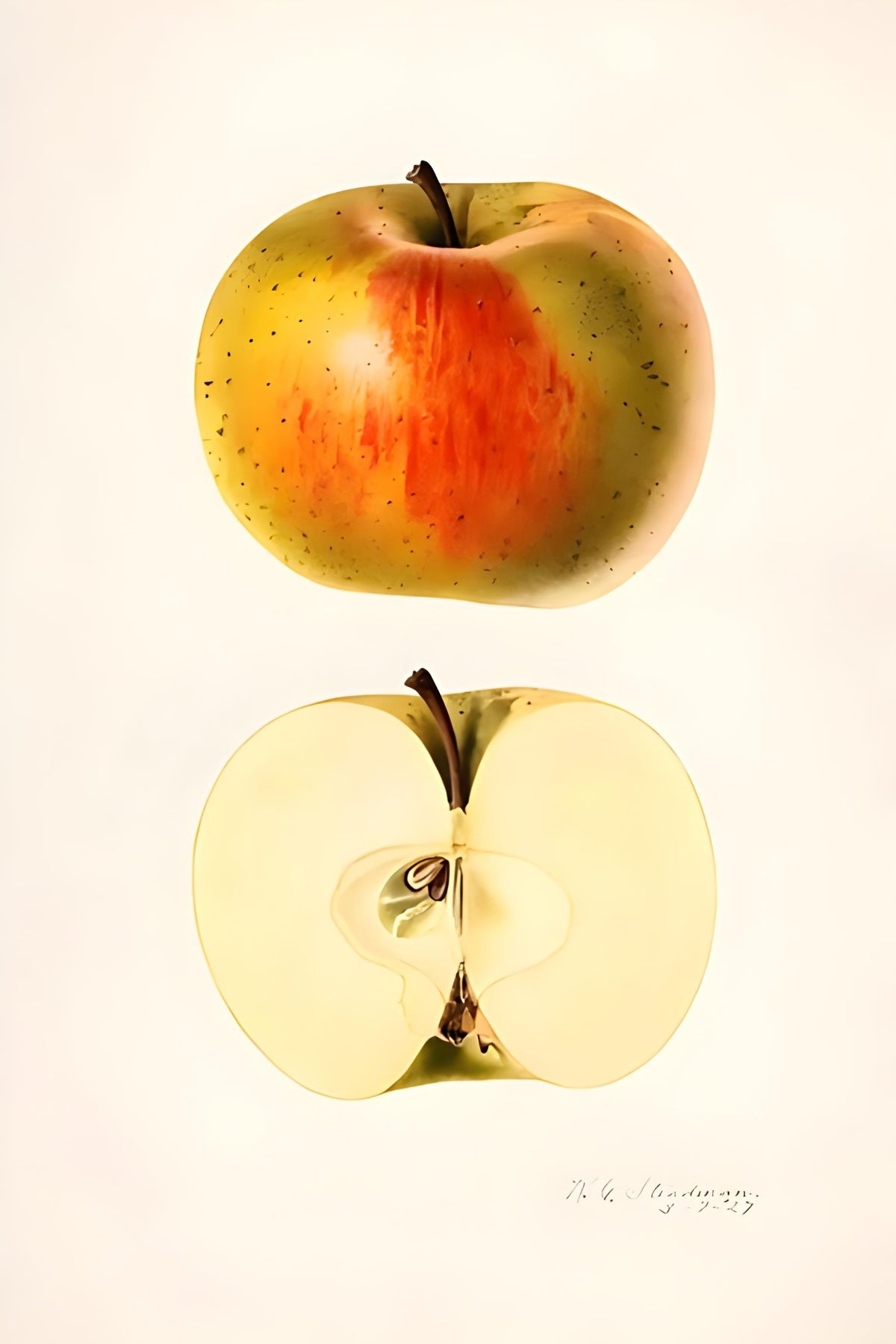 Apple Postal Card