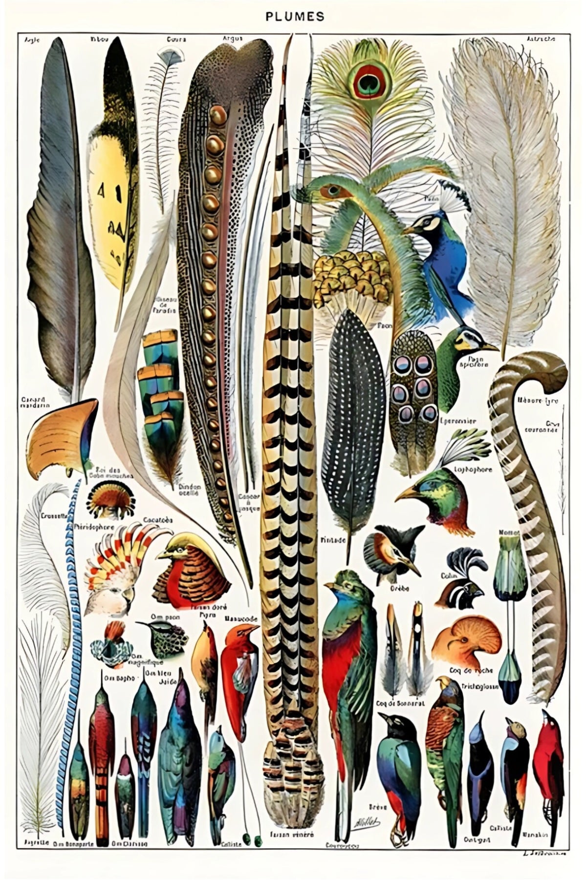 LTP - Feathers Postal Card