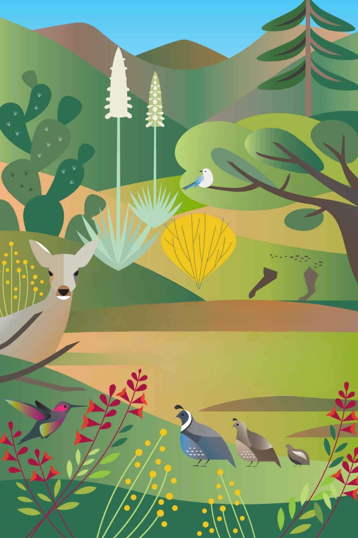 California Wildlife Postcard