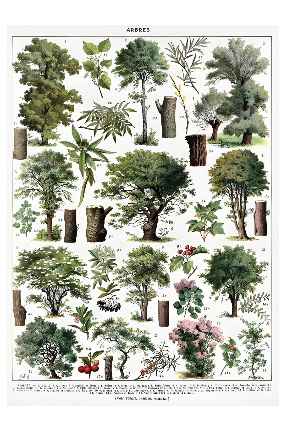 Arbres Postal Card