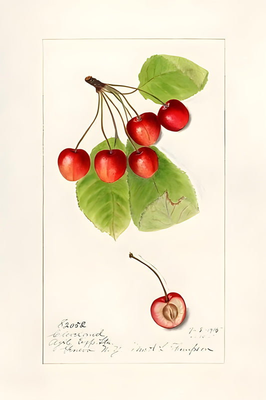 Cherries & Cherries & Cherries Postal Card
