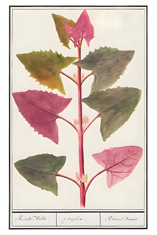 Leafy Postal Card