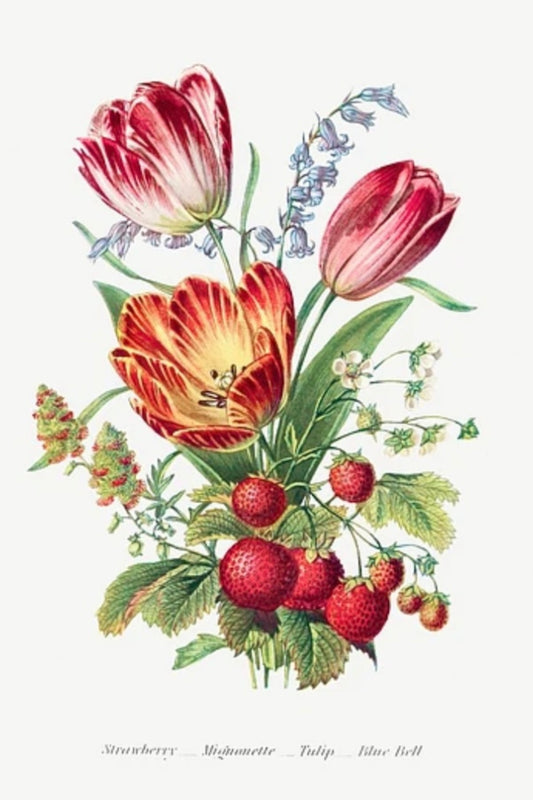 Strawberry Tulip Postal Card