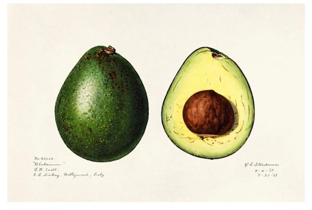 Avocado Postal Card