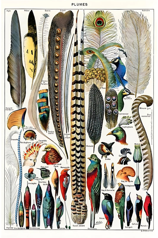 LTP - Feathers Postal Card